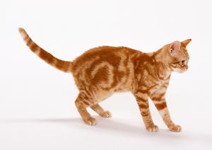 旭川市大町にある緑の森どうぶつ病院｜自然と共生したリラックス環境と先進医療を提供